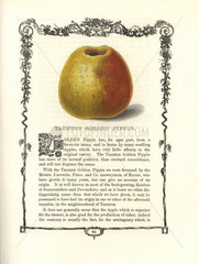 Taunton Golden Pippin apple  Malus domestica