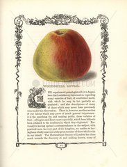 Woodshill apple  Malus domestica