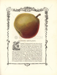 Gansel's Bergamot pear  Pyrus communis