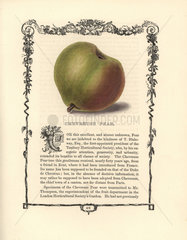 Chevreuse pear  Pyrus communis