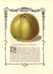 Bedfordshire Foundling apple  Malus domestica