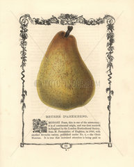 Beurre d'Aremberg pear  Pyrus communis