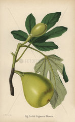 Fig variety  Coldi Signora Bianca  Ficus carica