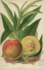 Peach cultivar Waterloo  Prunus persica