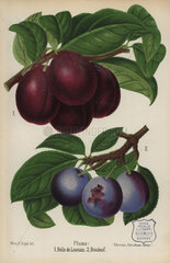 Plum cultivars: Belle de Louvain and Boulouf  Prunus domestica