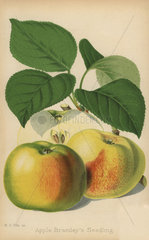 Apple variety  Bramley's seedling  Malus domestica