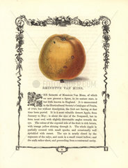 Reinette van Mons apple  Malus domestica