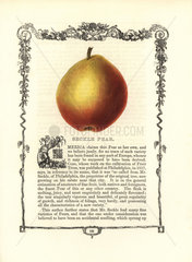 Seckle pear  Pyrus communis