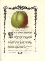 Ord's apple  Malus domestica