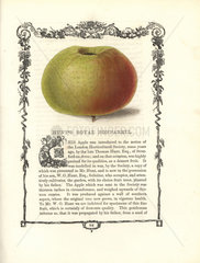 Hunt's Royal Nonpareil apple  Malus domestica