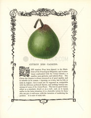 Citron des Carmes pear  Pyrus communis