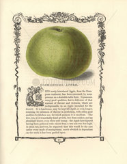Hoskreiger apple  Malus domestica