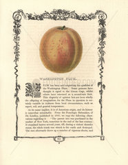 Washington plum  Prunus domestica