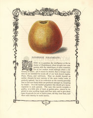 Rushock Pearmain apple  Malus domestica