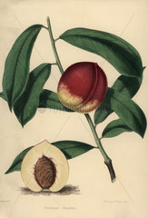 Nectarine cultivar Stanwick