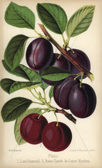 Plum cultivars: Late Diamond and Reine Claude du Comte Hathem  Prunus domestica