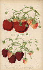 Strawberry varieties: King of the Earlies and the Captain  Fragaria ue ananassa