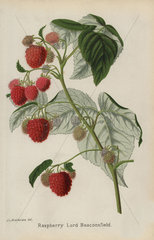 Raspberry variety  Lord Beaconsfield  Rubus idaeus