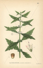 Gypsywort  Lycopus europaeus