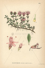 Wild thyme  Thymus serpyllum