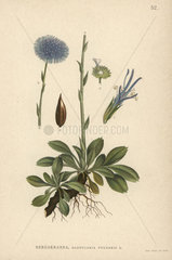 Globe daisy  Globularia vulgaris