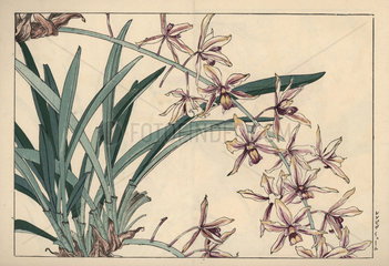 Phoenix orchid  Cymbidium dayanum