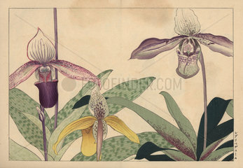Lady slipper orchids  Cypripedium varieties