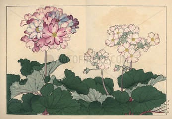 Primula varieties