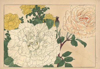 Roses  Rosa species