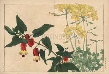 Yellow woodsorrel  Oxalis stricta  and Chinese lantern  Abutilon x hybridum