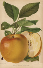 Apple variety  Yellow Bellefleur  Malus domestica