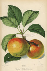 Werder's Golden Reinette apple  Malus domestica