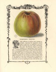 Ribstone Pippin apple  Malus domestica