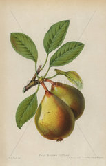 Pear cultivar  Beurre Giffard  Pyrus communis