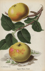Winter Peach apple variety  Malus domestica