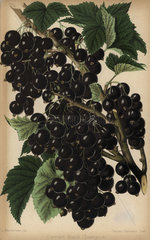 Champion blackcurrant  Ribes nigrum