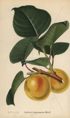 Apricot variety  Angoumois Hatif  Prunus armeniaca