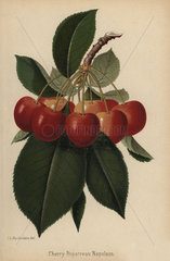 Bigarreau Napoleon cherry  Prunus variety