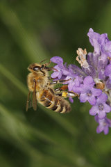 Wildbiene auf Lavendelbluete