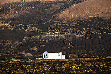 Viniculture - Lanzarote