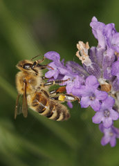 Wildbiene auf Lavendelbluete