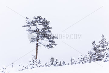 Winterlicher Gebirgsbaum