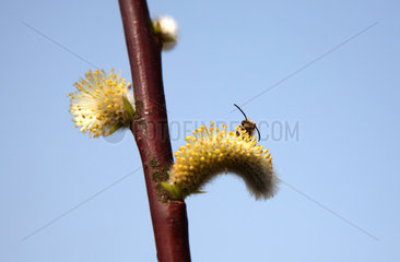 Goehren-Lebbin  Deutschland  Biene auf einer bluehenden Salweide (Salix caprea)