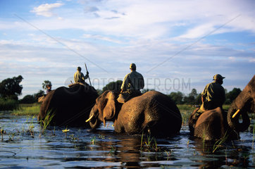 BOTSWANA - OKAVANGO DELTA - ABU CAMP  ELEPHANT BACK SAFARI