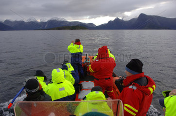 Whalwatching im Tysfjord (Norwegen)