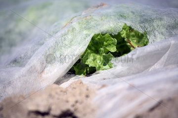 Gemueseanbau: Salat mit Schutzfolie