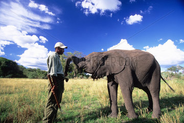 BOTSWANA - OKAVANGO - ABU CAMP  ELEPHANT BACK SAFARI - TSCHUMI TEACHING A BABY ELEPHANT