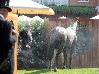 Royal Ascot  Horse cools down in front of a cooling fan