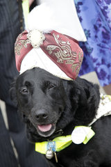 Royal Ascot  Fashion  dog with hat at the racecourse