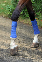 Dresden  bandagierte Vorderbeine eines Pferdes